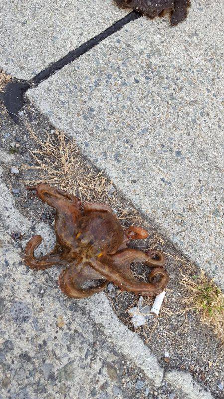 レッツ・エンジョイ・オクトパッシング‼