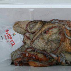 明石のタコ釣り