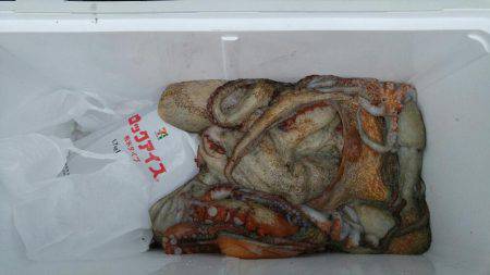 明石のタコ釣り