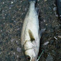 小規模河川増水パターン