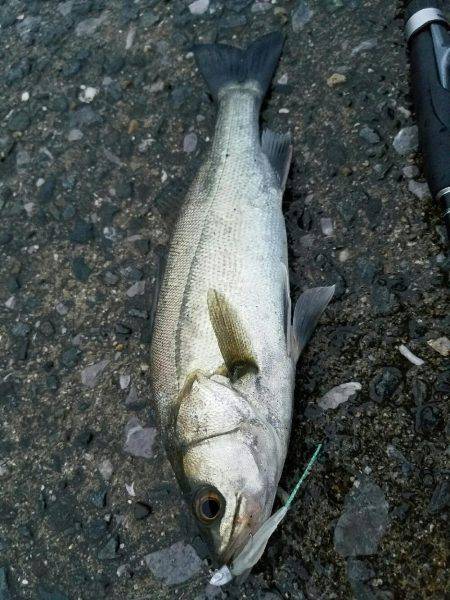 小規模河川増水パターン