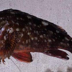 ロックロックこんばんわ。