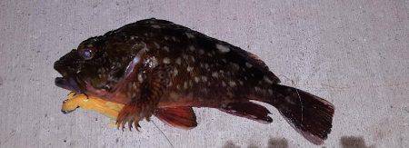 ロックロックこんばんわ。