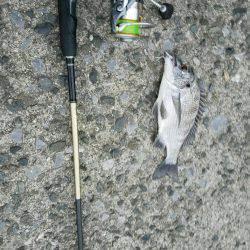 夕方も行ってきました❗