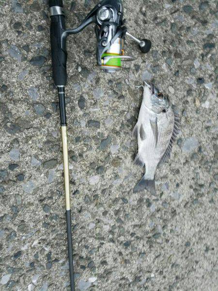 夕方も行ってきました❗