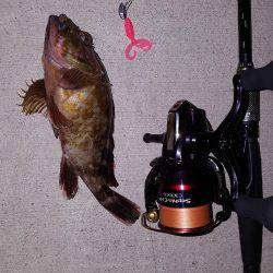 アコウが釣りたいねん‼