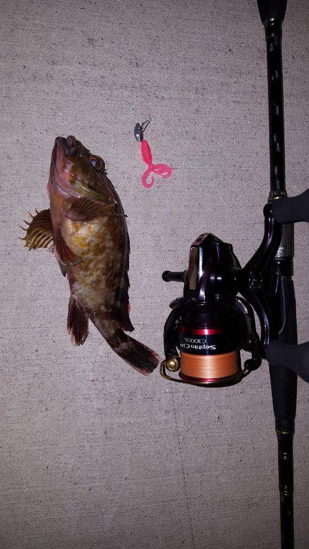 アコウが釣りたいねん‼