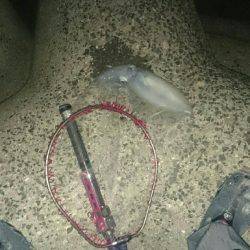 初   春イカ❗❗❗