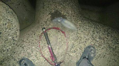 初   春イカ❗❗❗