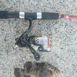 夕方からメバル