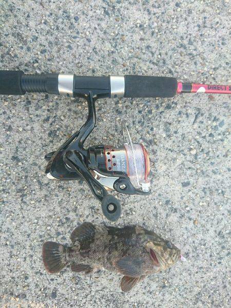 夕方からメバル