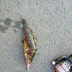 12日夜と13日朝に穴釣りとちょいなげ！