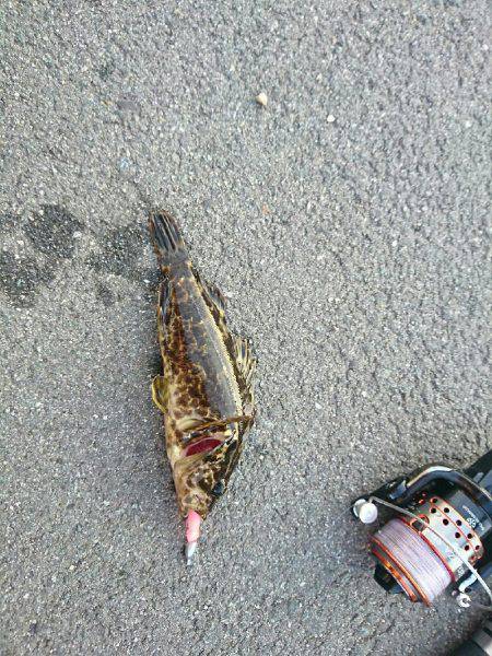 12日夜と13日朝に穴釣りとちょいなげ！