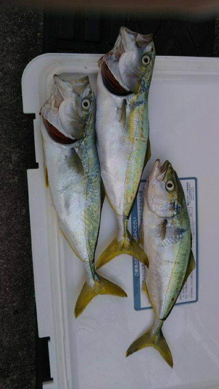 初めてのツバス