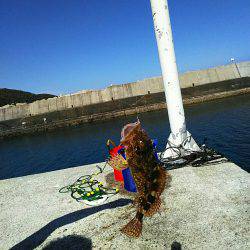 ガシラ メバル 強風のなか強引に穴釣り