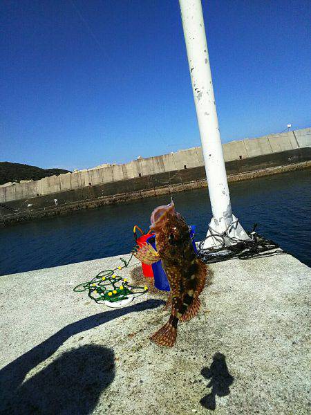 ガシラ メバル 強風のなか強引に穴釣り