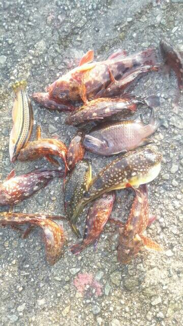 キュウセン美味しい。カサゴ美味しい。スズメ…