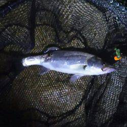 チニングでシーバス