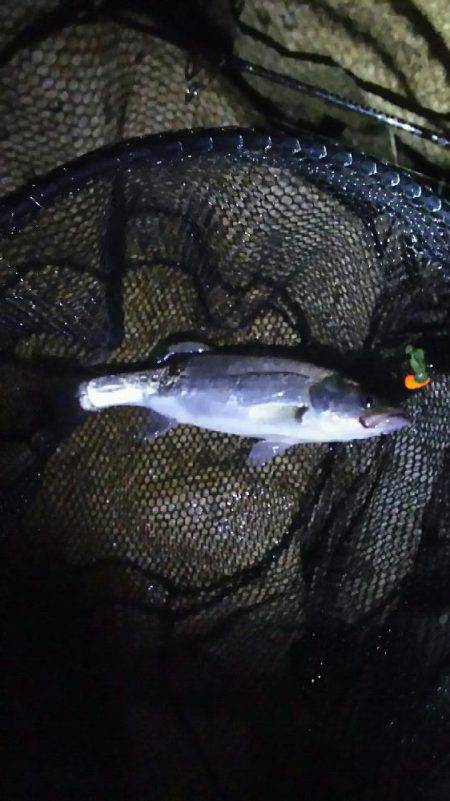 チニングでシーバス