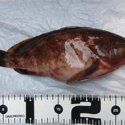 エギングの合間に