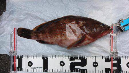 エギングの合間に