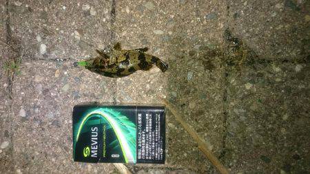 強風メバリング