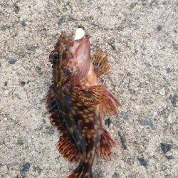 のんびりフィッシング