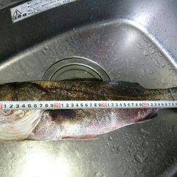 児島湾シーバス