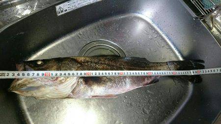 児島湾シーバス