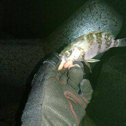 ラストメバリング