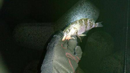 ラストメバリング