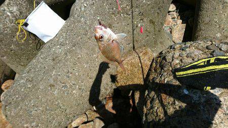 ちょい投げでキス