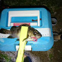 サーフのライトゲーム