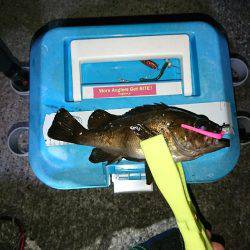 五目釣れたのですがぁ…