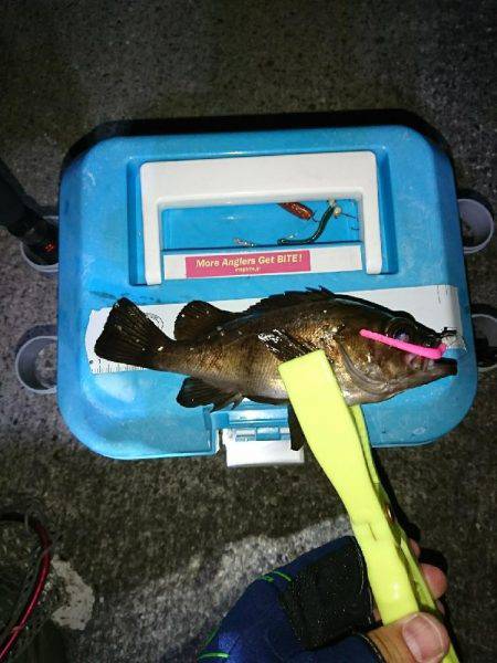 五目釣れたのですがぁ…