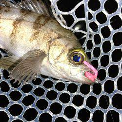 メバルの影が薄くなってきました