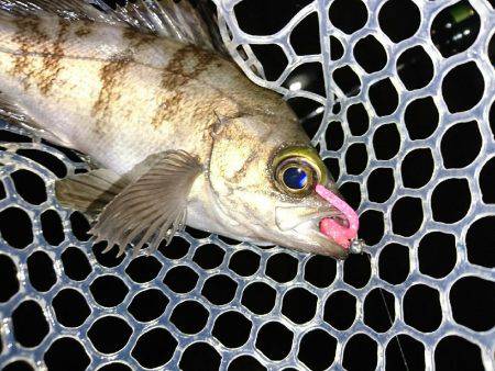 メバルの影が薄くなってきました