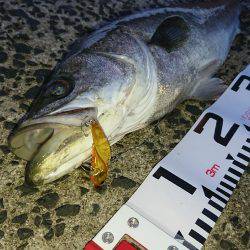 シーバスを求めて