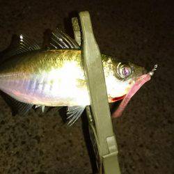 久々のアジング