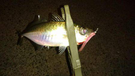 久々のアジング