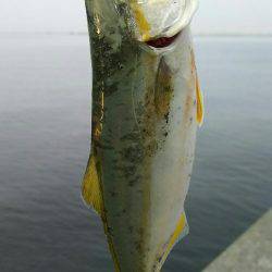 ツバス祭り継続中