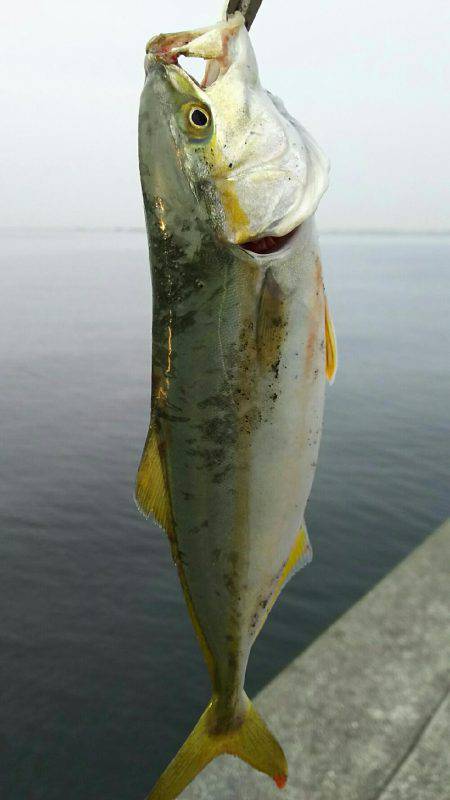 ツバス祭り継続中