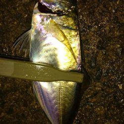 アジングナイト