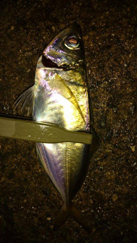 アジングナイト