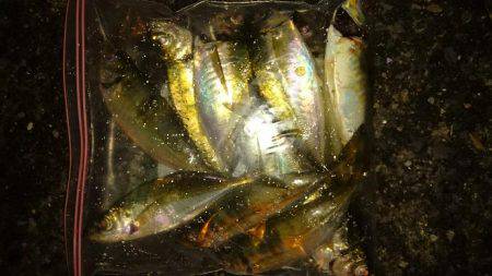 雨の中アジング