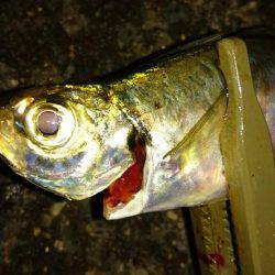 アジフライを求めて