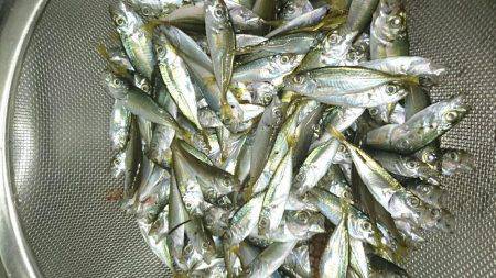 豆アジが湧いている