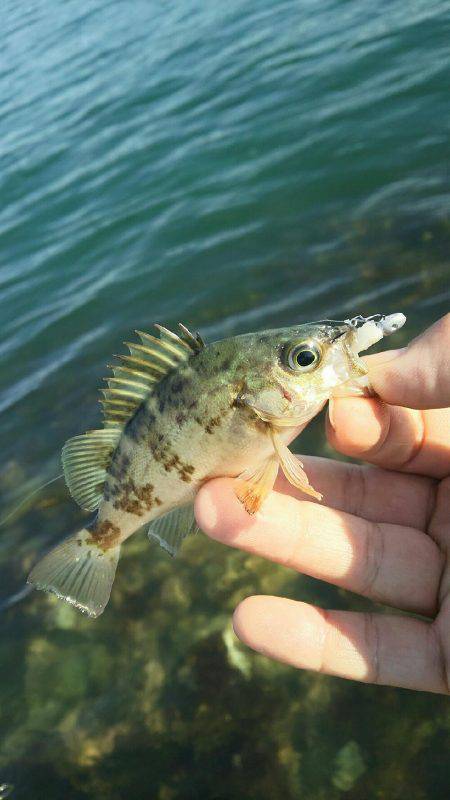 サイトフィッシング！デイライトゲームで５目…