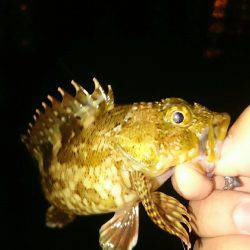 雨上がりライトゲーム