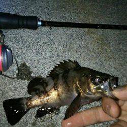 ワームローテーションでメバルイレグイ♪